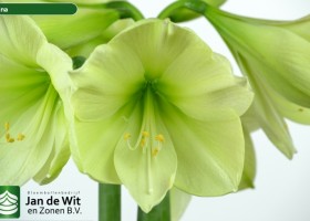 hippeastrum Luna ® (2)